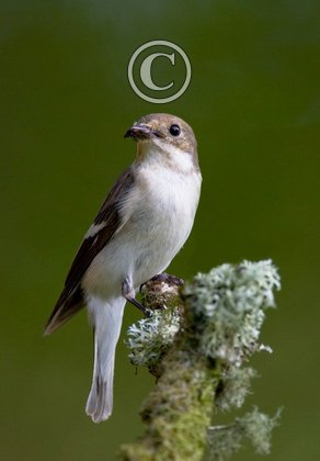 Female Piedflycatcher DM0880